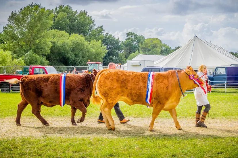 Cattle