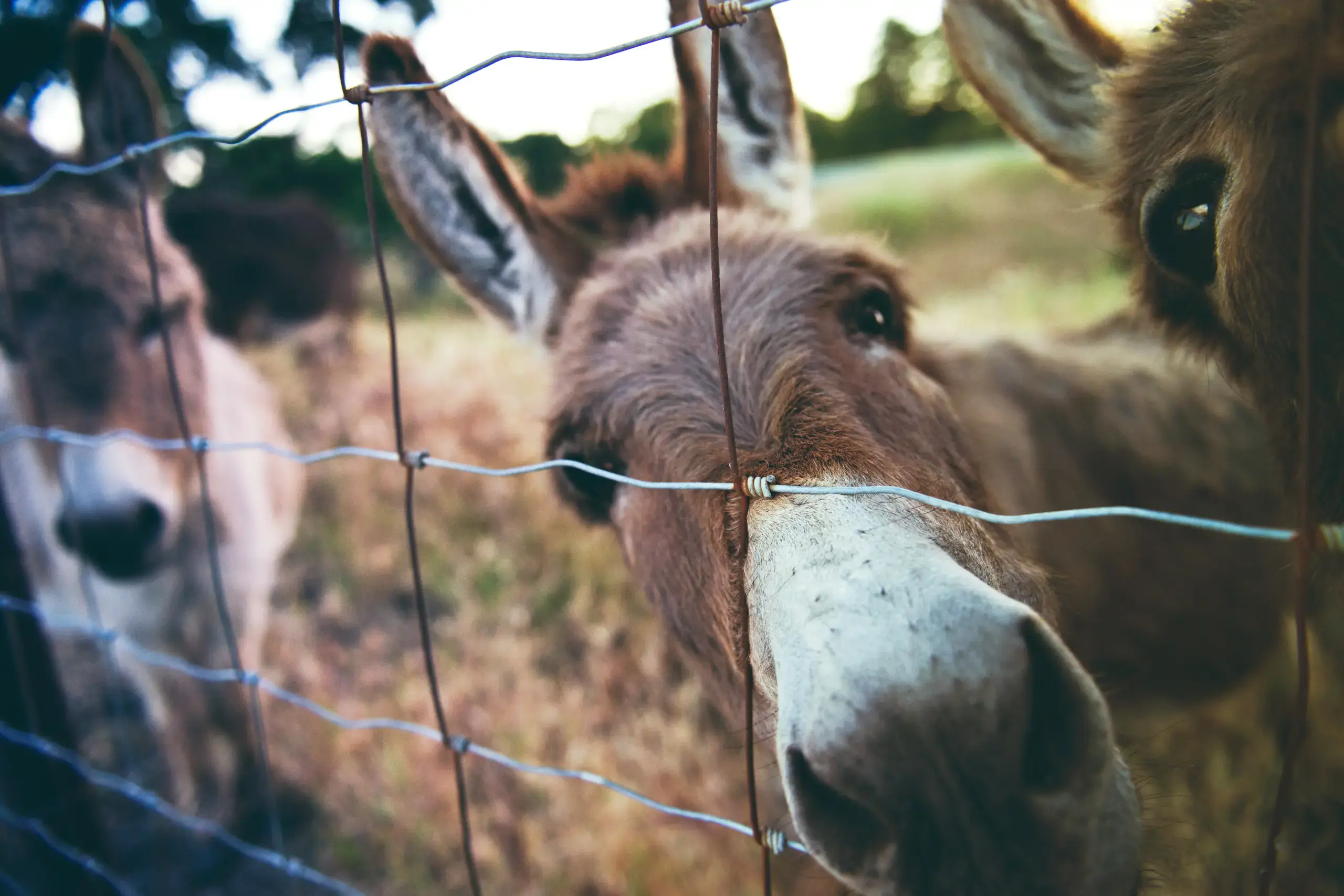 Donkey