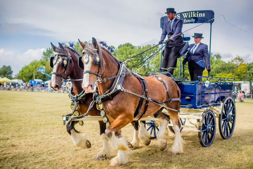Heavy Horses