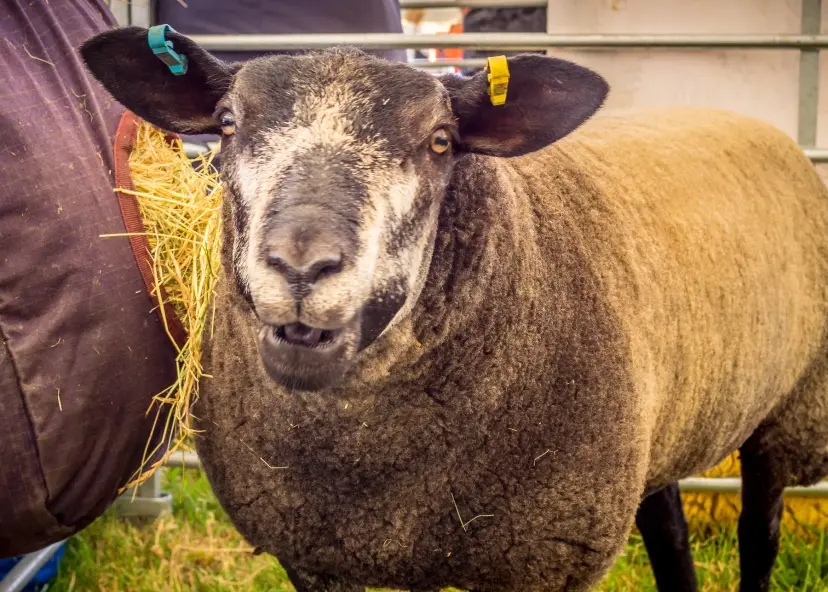 Sheep